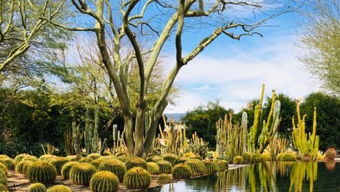 California landscape with cacti growing beside a reflecting pool.