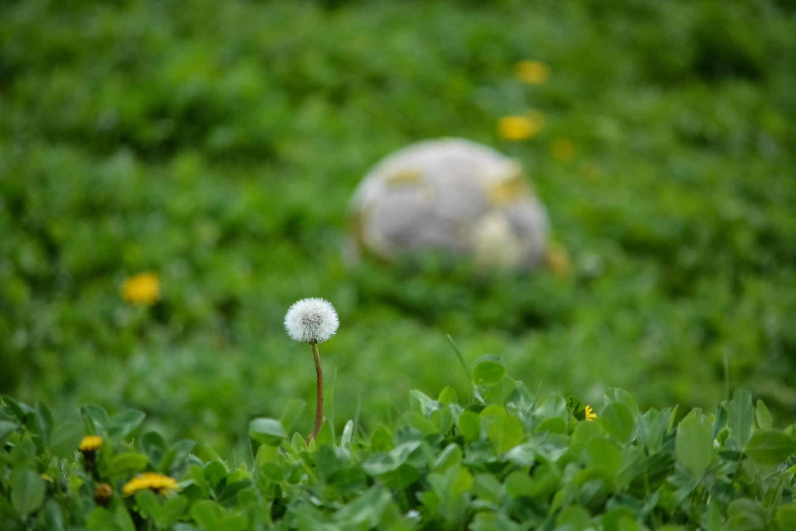 photo from unsplash.com.