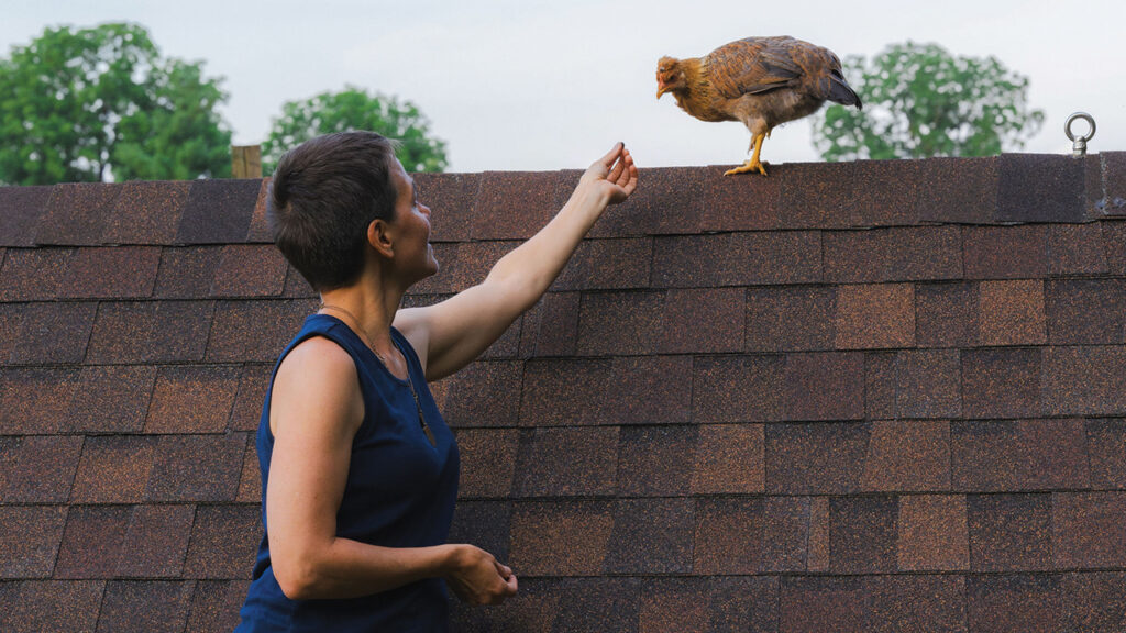 Gladys retreats to the coop roof for a snack during her photo session. — Tiffany Showalter Photography