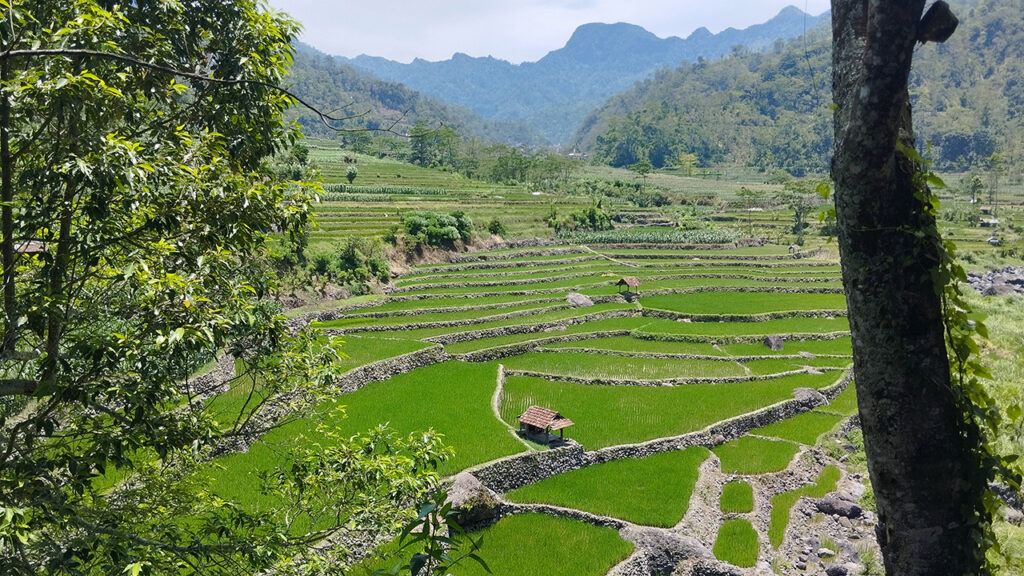Most residents of Tempur, Indonesia, work as farmers, growing rice (pictured) and coffee. — Danang Kristiawan