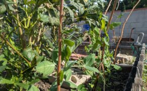 Snow Peas in AJ's garden.