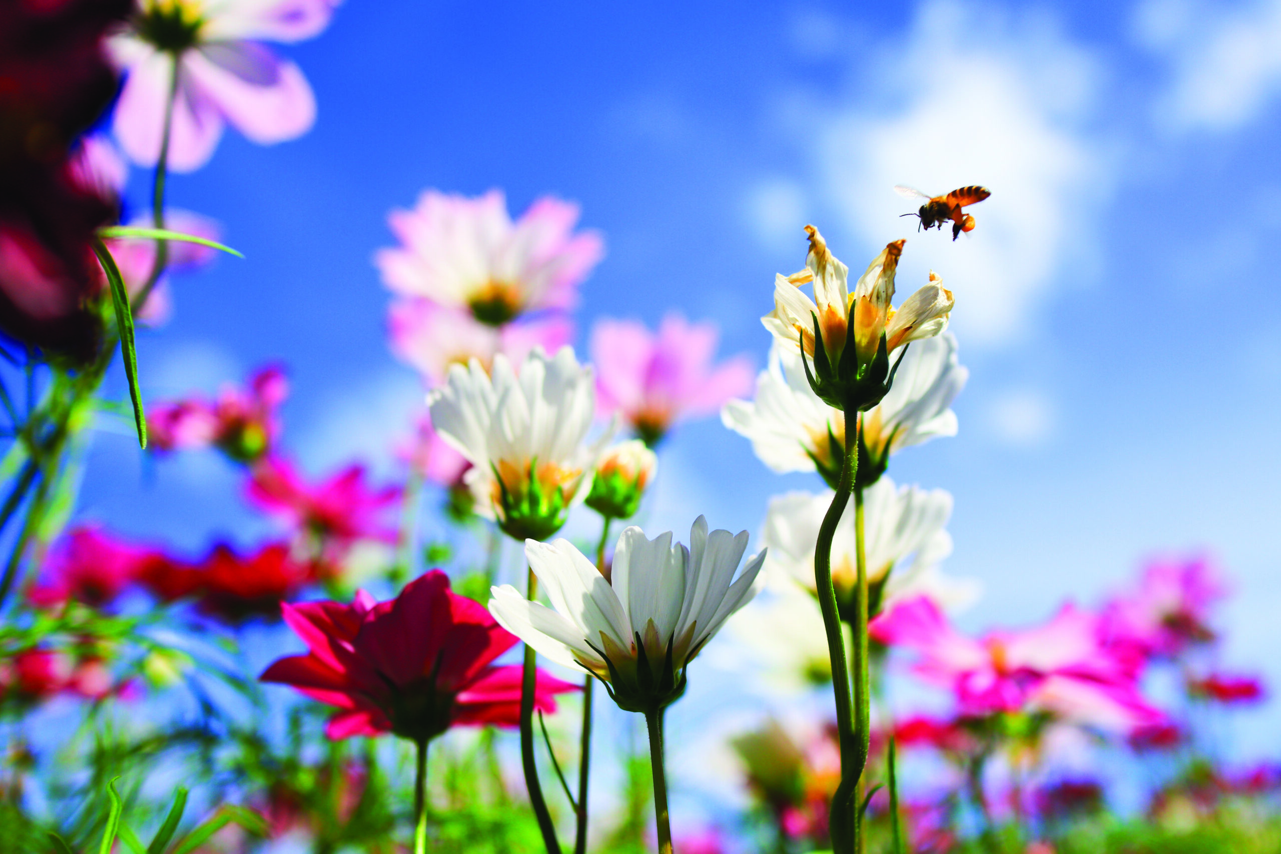White cosmos flower and bee on blue sky background