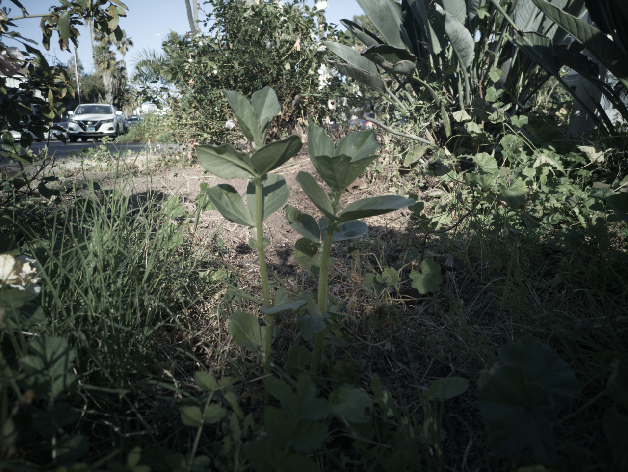 Defiantly growing beans and hope